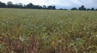 PL prevê recursos para renegociação de dívidas de produtores afetados por problemas climáticos Representantes de entidades rurais do Rio Grande do Sul estarão em Brasília nesta terça-feira para pressionar a [&hellip;]