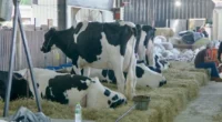 Estudantes tiveram experiências ligadas ao mercado do agronegócio na Fenasul Expoleite Estudantes foram levados a conhecer experiências práticas ligadas ao mercado, à cultura e ao agronegócio na&nbsp;Fenasul Expoleite 2026, realizada [&hellip;]