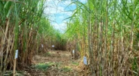 Máquinas têm um custo altíssimo e são inviáveis para os pequenos agricultores Apesar de discreto no RS, o cultivo da cana-de-açúcar tem grande importância no Estado, segundo Alencar Rugeri, da [&hellip;]