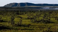 Estudo estima produção de 64 bilhões de litros de 2030 a 2035, com impactos em redução de emissões e desmatamento e geração de empregos Produzidos a partir de biomassa de [&hellip;]