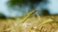 Área plantada no Estado pode reduzir até 20% nesta safra de inverno, conforme levantamento da Conab Entre os fatores para a previsão de&nbsp;queda da safra do trigo&nbsp;no Rio Grande do [&hellip;]