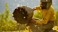 Documentário sobre apicultura selvagem na Macedônia faz lembrar da importância do uso sustentável dos recursos naturais e da importância das abelhas para o cultivo agrícola A corrida do Oscar de [&hellip;]