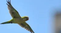 Avanço das aves em plantações tem provocado perdas, alterado o planejamento e levado agricultores a buscar soluções improvisadas Laura Dacol* O canto das caturritas, comum em diferentes regiões do Rio [&hellip;]