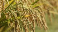 Conforme Safras e Mercado, o cenário reflete a combinação entre compradores retraídos, margens industriais pressionadas e forte cautela nas aquisições O mercado brasileiro de arroz ainda atravessa um dos momentos [&hellip;]