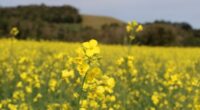 A semeadura da canola está em conclusão no Rio Grande do Sul e deve atingir uma área de 353.397 hectares, confirme estimativas iniciais da Emater/RS-Ascar. O incremento esperado de aumento [&hellip;]