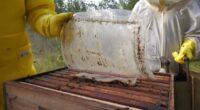 O frio do inverno gaúcho demanda alguns cuidados específicos no manejo apícola. Com as temperaturas mais baixas, as abelhas saem menos das colmeias em busca de alimento, e a oferta [&hellip;]