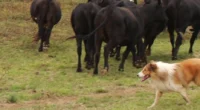 Estrutura física, condicionamento e comportamento diferenciam os border collies destinados à atuação tanto com bovinos quanto com ovinos Os border collie apresentam aptidão para a lida campeira, mas&nbsp;há uma distinção [&hellip;]