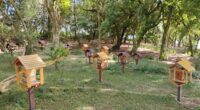 Em 2026, a Declaração Anual de Rebanho passou a contar com informações específicas para a meliponicultura, possibilitando identificar e quantificar de forma mais precisa as criações de abelhas sem ferrão [&hellip;]
