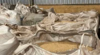 Segundo estudo da CropLife Brasil, 28% do insumo utilizado nas lavouras do Estado é ‘pirata’, ante a uma média nacional de 11% O Rio Grande do Sul é o campeão [&hellip;]