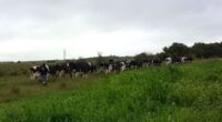 Chuvas, geada e baixa luminosidade afetaram os campos nativos em parte do Rio Grande do Sul, diminuindo a disponibilidade e o valor nutritivo das forrageiras. De acordo com o Informativo [&hellip;]
