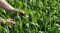 A semeadura de trigo evoluiu para 93% da área prevista no Rio Grande do Sul para esta Safra 2026, que é projetada pela Emater/RS-Ascar em 814.220 hectares. De acordo com [&hellip;]