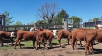 Parasita é uma das maiores preocupações sanitárias no RS devido à resistência, aos impactos na saúde animal e às perdas econômicas A criação de bovinos movimenta uma das cadeias econômicas [&hellip;]