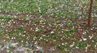 Fenômeno severo atingiu o município da região das Missões no início da tarde desta segunda-feira (27) Um forte temporal acompanhado por uma intensa chuva de granizo atingiu o município de [&hellip;]