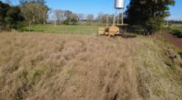 A colheita da canola iniciou nas principais regiões produtoras do Rio Grande do Sul. A cultura está predominantemente em estágios reprodutivos, sendo 62% da área em floração e 28% em [&hellip;]