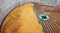 Cada etapa, da colheita ao armazenamento, influencia a qualidade e o aproveitamento dos grãos produzidos nas propriedades rurais Durante a 49ª Expointer, realizada de 29 de agosto a 6 de [&hellip;]