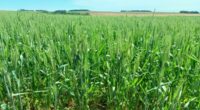 A cultura de trigo apresenta desenvolvimento satisfatório no Rio Grande do Sul, com início da fase de floração, embora as condições meteorológicas das últimas semanas tenham imposto restrições pontuais ao [&hellip;]