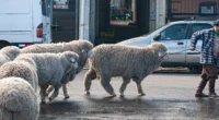 O período de parição das ovelhas, que vai do final do inverno até o início da primavera, é a melhor época do ano para o produtor rural Benhur Quines. Isso [&hellip;]