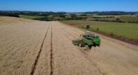 Condições ambientais foram favoráveis para o desenvolvimento das lavouras na maior parte do Estado As condições ambientais foram favoráveis para o desenvolvimento das lavouras de trigo na maior parte do [&hellip;]