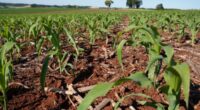 A semeadura do milho avançou no Rio Grande do Sul, favorecida por condições térmicas mais adequadas e pela melhoria da friabilidade dos solos, alcançando aproximados 68% da área projetada para [&hellip;]