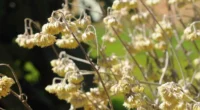 As plantas carregam simbolismos que unem pessoas aos territórios. Assim é com a macela, também chamada de marcela, espécie-símbolo do Rio Grande do Sul e ameaçada de extinção. Após as [&hellip;]