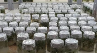 Um laboratório universitário de Bagé produz cerca de 10 mil matrizes de morango por ano para abastecer produtores do Rio Grande do Sul e de diferentes regiões do Brasil, além [&hellip;]