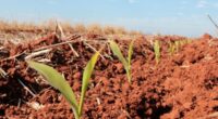 A implantação de milho no Rio Grande do Sul avançou nos últimos dias, chegando a 54% da área. As condições climáticas foram favoráveis ao incremento de área plantada, mas o [&hellip;]