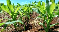 A semeadura de milho avança em ritmo desigual nas regiões produtoras do Rio Grande do Sul. Enquanto há áreas próximas da conclusão do plantio do cedo, outras ainda estão condicionadas [&hellip;]
