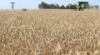 A cultura do trigo se aproxima do final do ciclo no Rio Grande do Sul, com 19% das lavouras colhidas. A maioria das áreas cultivadas com trigo está em enchimento [&hellip;]