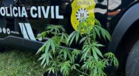 Na manhã de hoje (07/10), a Polícia Civil, através da Delegacia de Polícia de São Paulo das Missões, deflagrou a Operação Clã, resultando no cumprimento de três (03) mandados de [&hellip;]